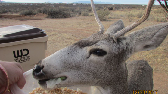 Arizona wildlife officials issue nearly $75k in civil fines